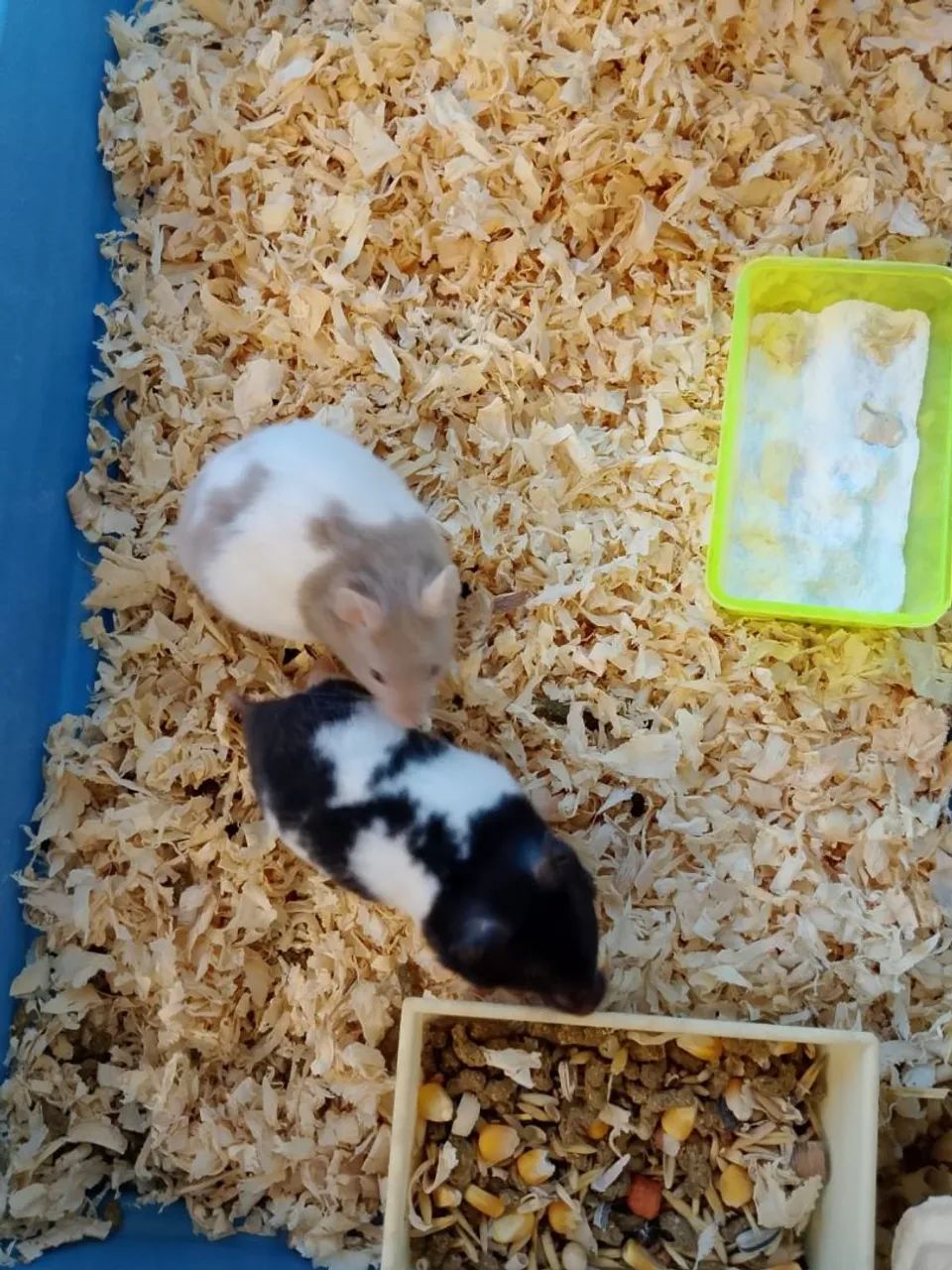 Hamster Sírio  - Foto 6