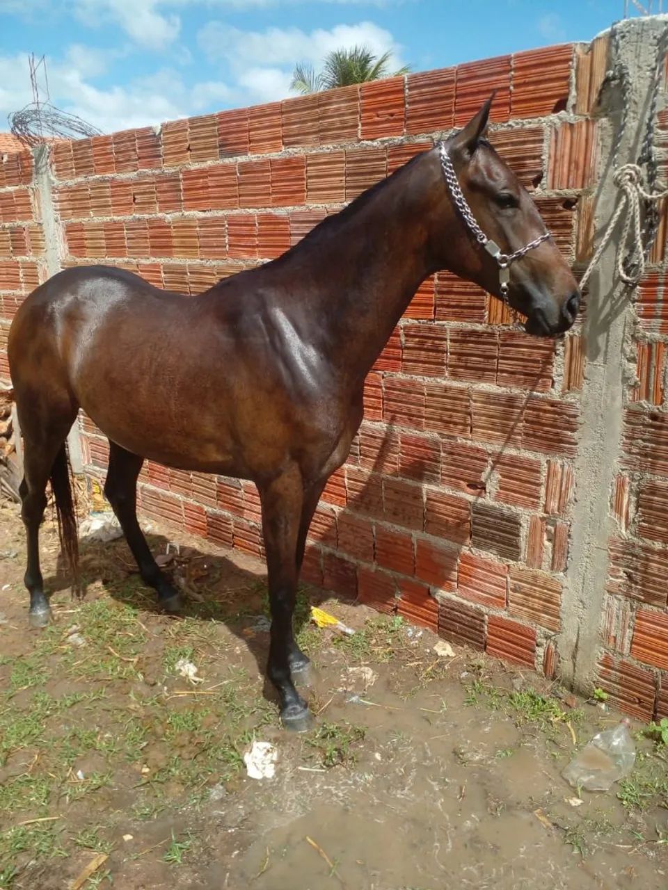 Potra fêmea 8 mil reais  - Foto 2