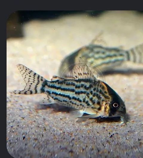 Doação 3 Coridoras - Foto 2