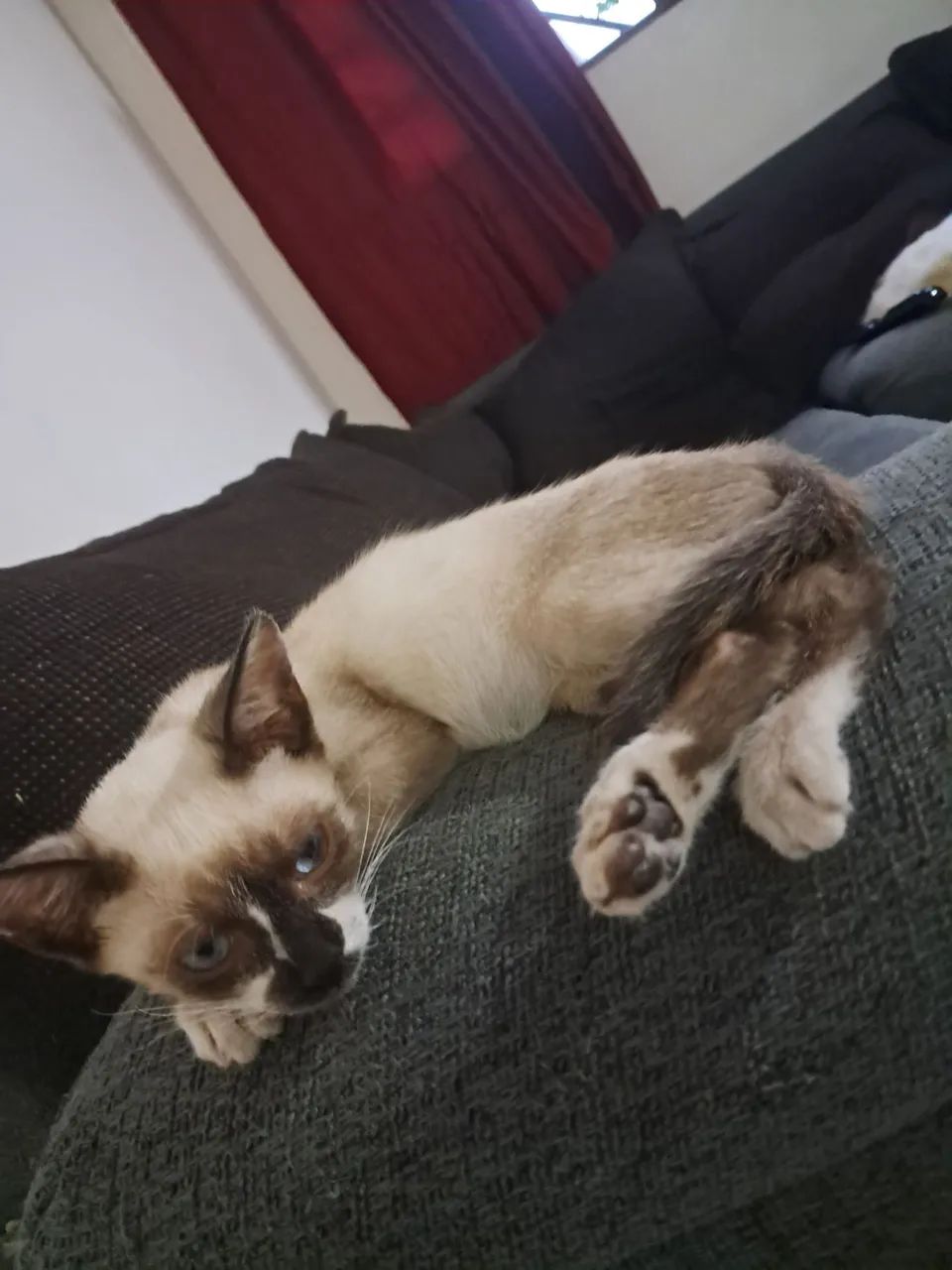 Doação gato - Foto 3