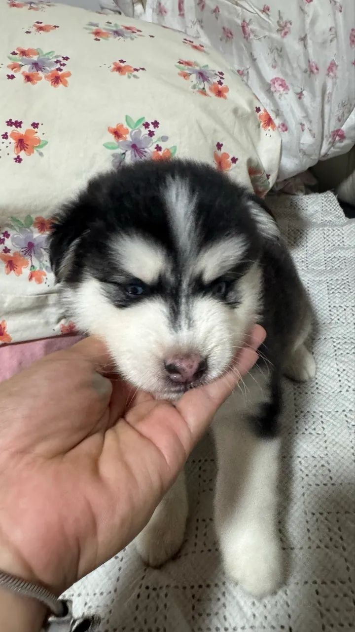 Filhote de Husky  - Foto 3
