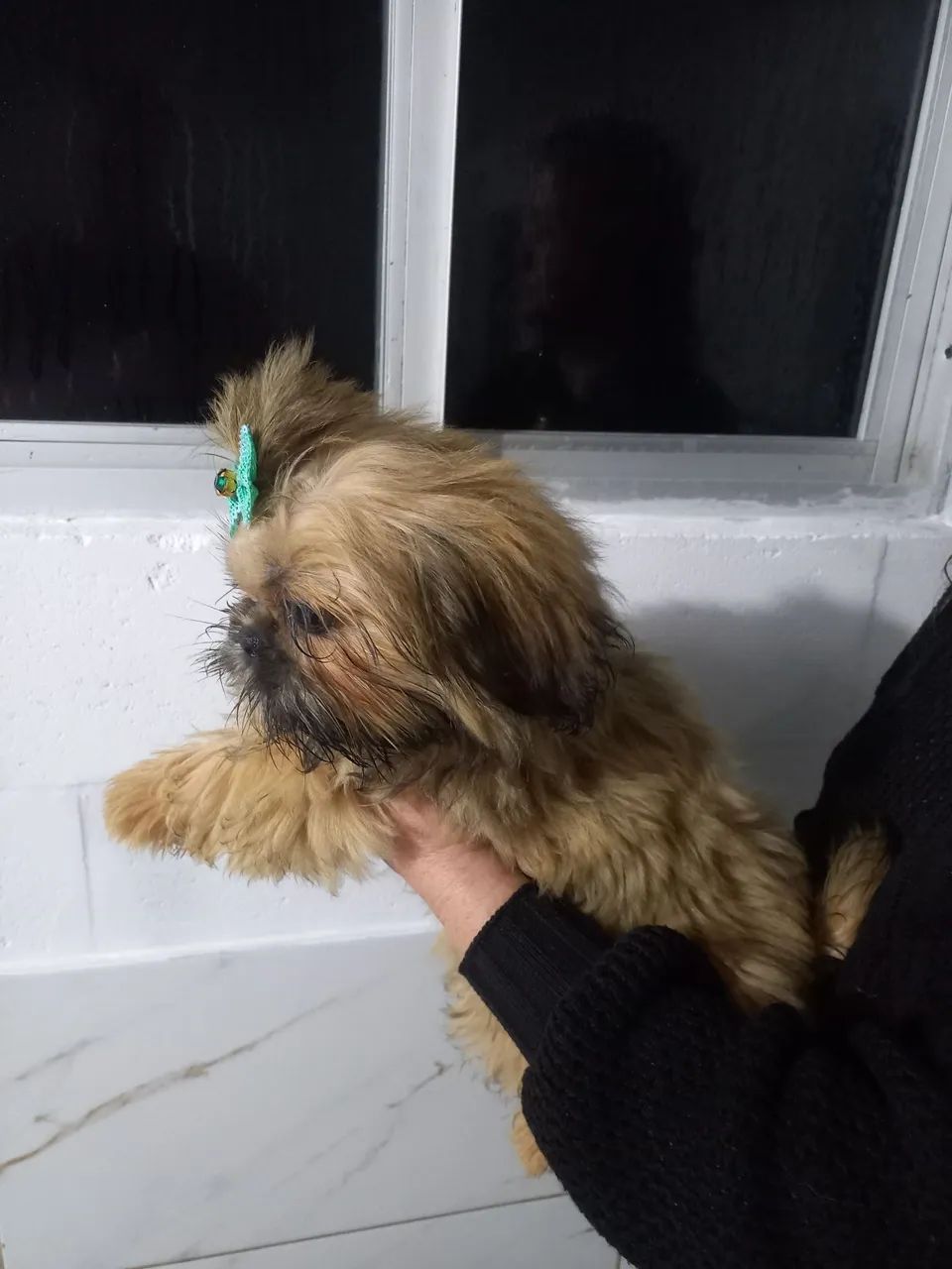 Barbada mini shih tzu 