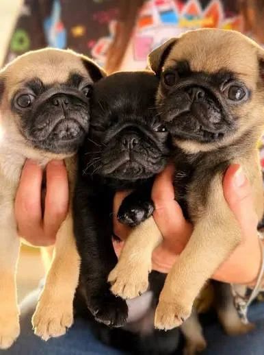 Pug filhotes 