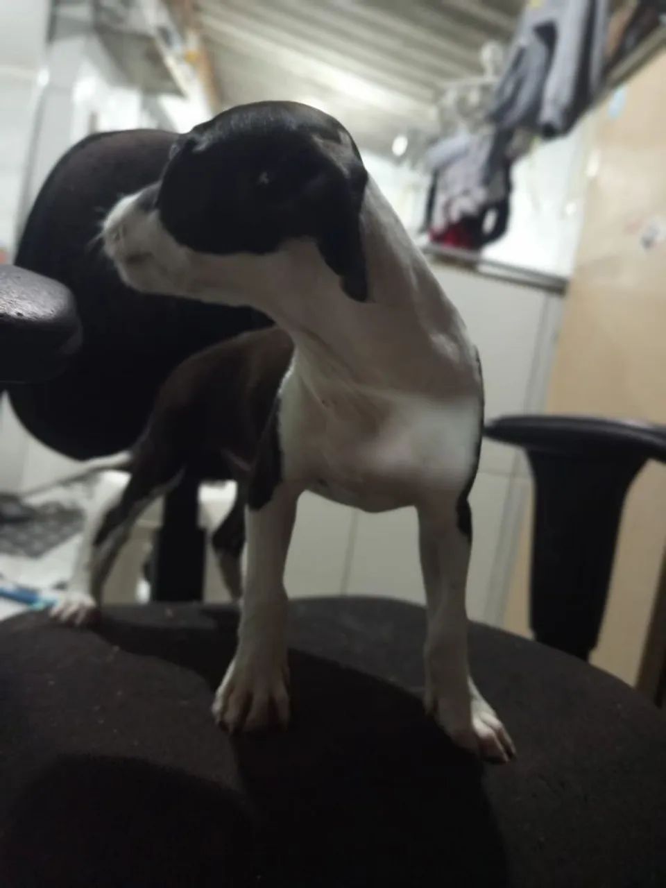 Filhotes de Pit Bull  - Foto 5