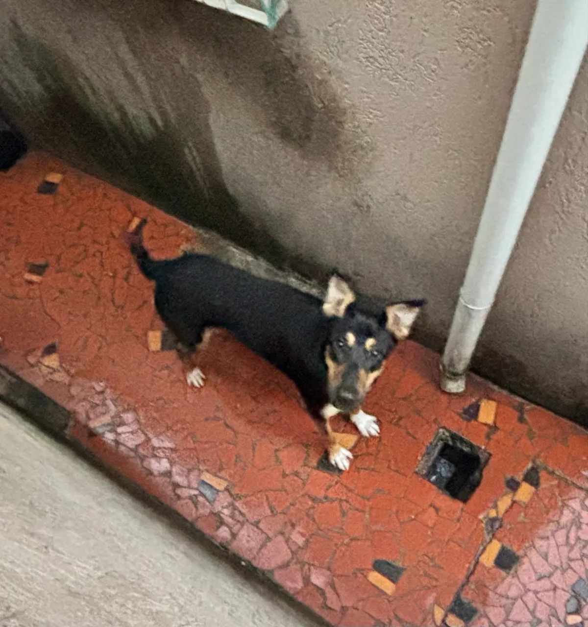     Linda Cachorrinha de Grande Porte Disponível para Adoção - Foto 3