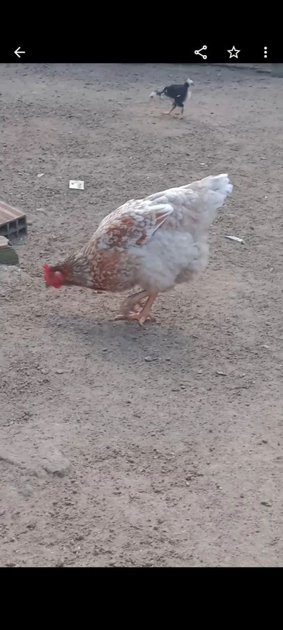 Vende Galinha Sertaneja Balão (GSB) - Foto 2