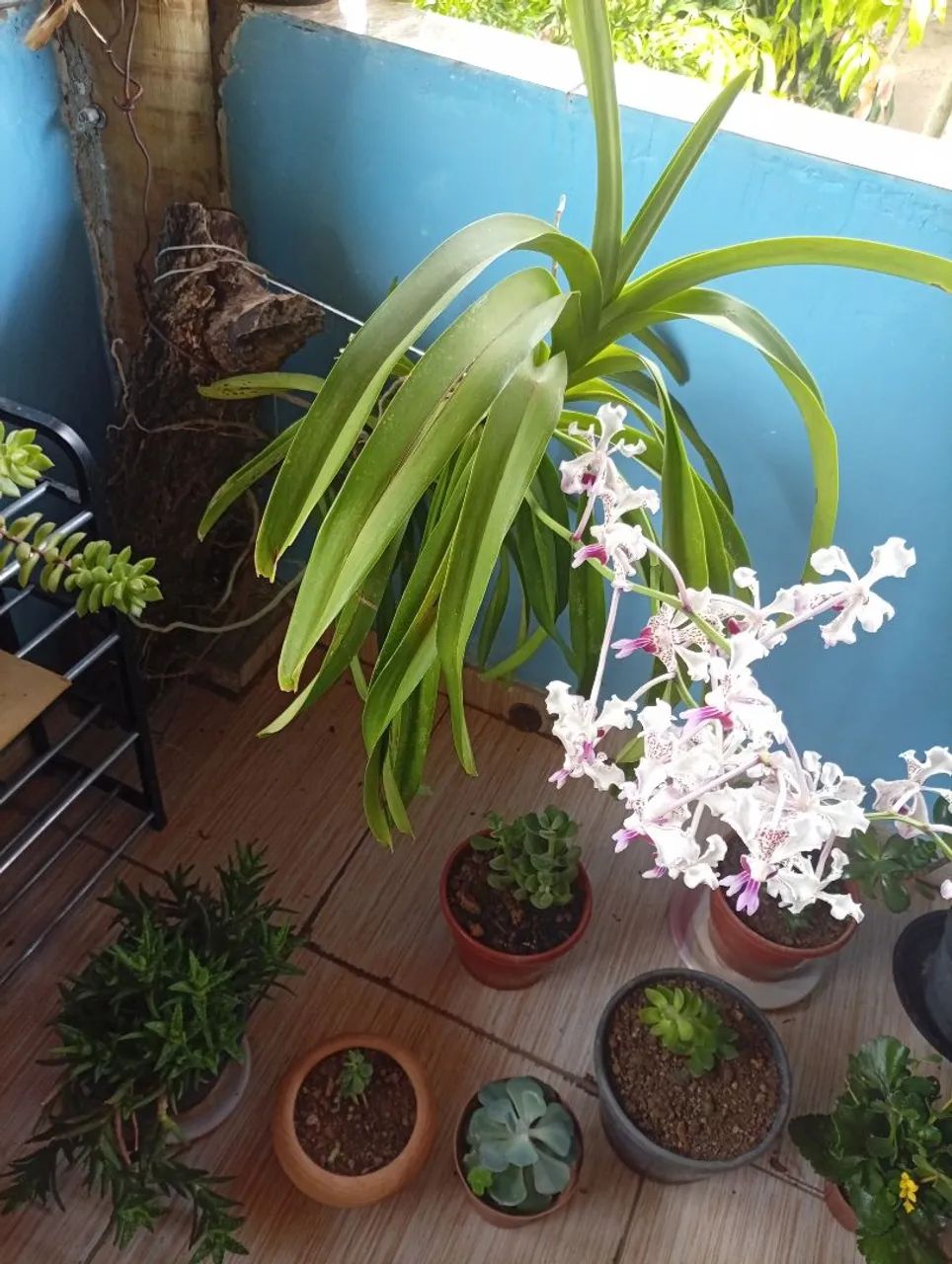 Orquídea Vanda florida  - Foto 5