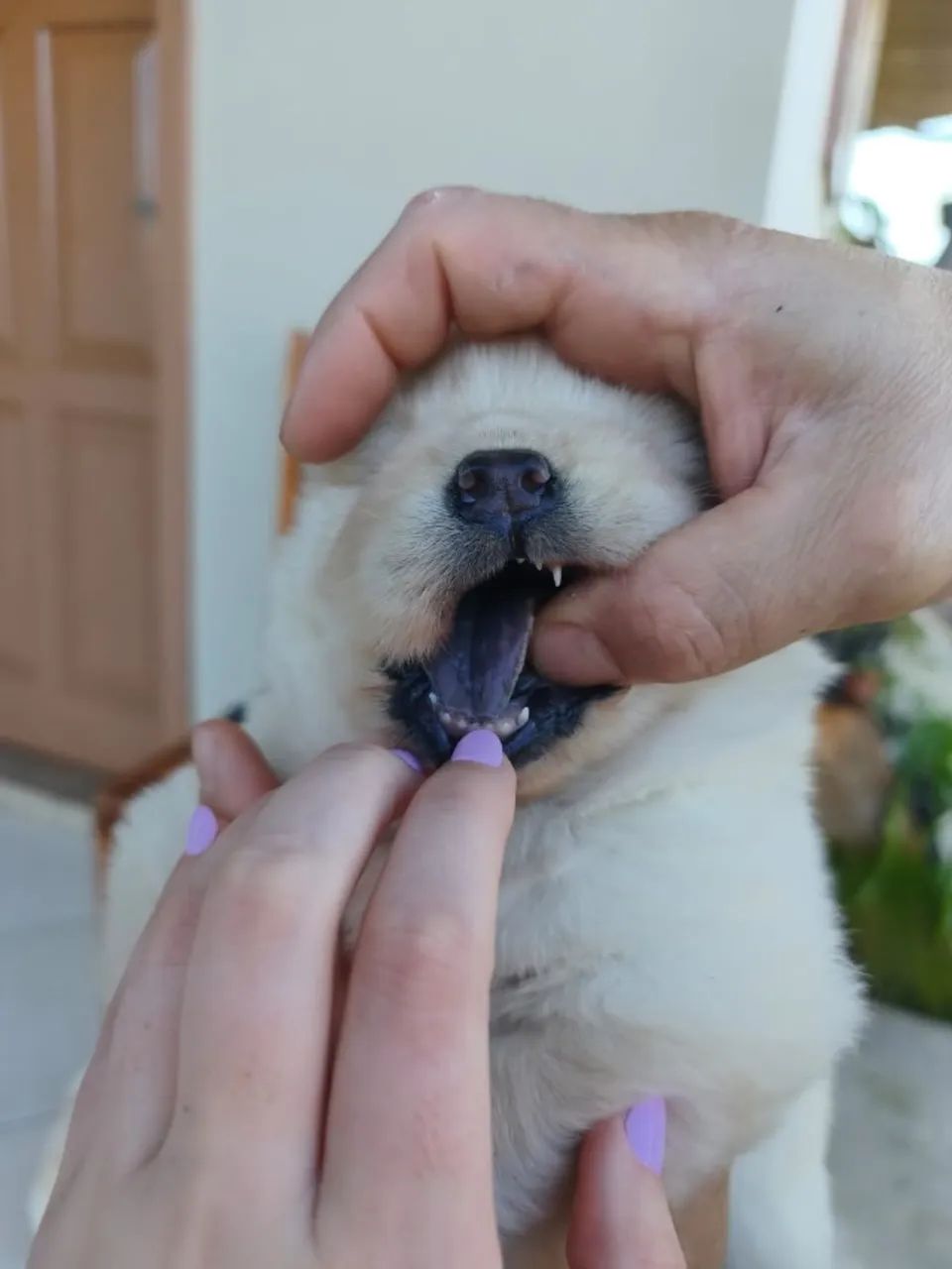 Chow chow Branco - Foto 3