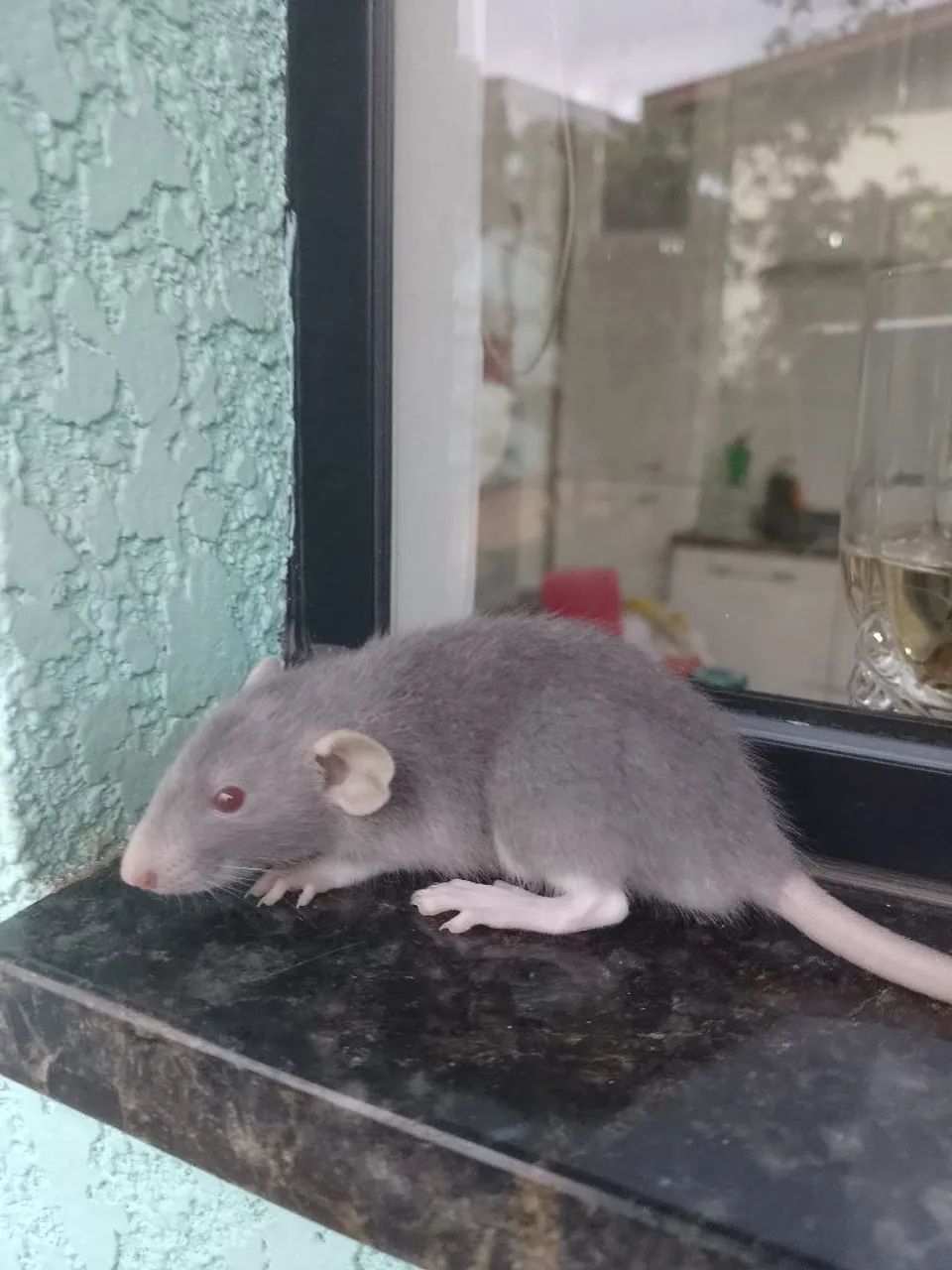 Twister filhotes  - Foto 2