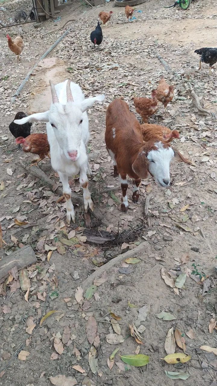 Cabras