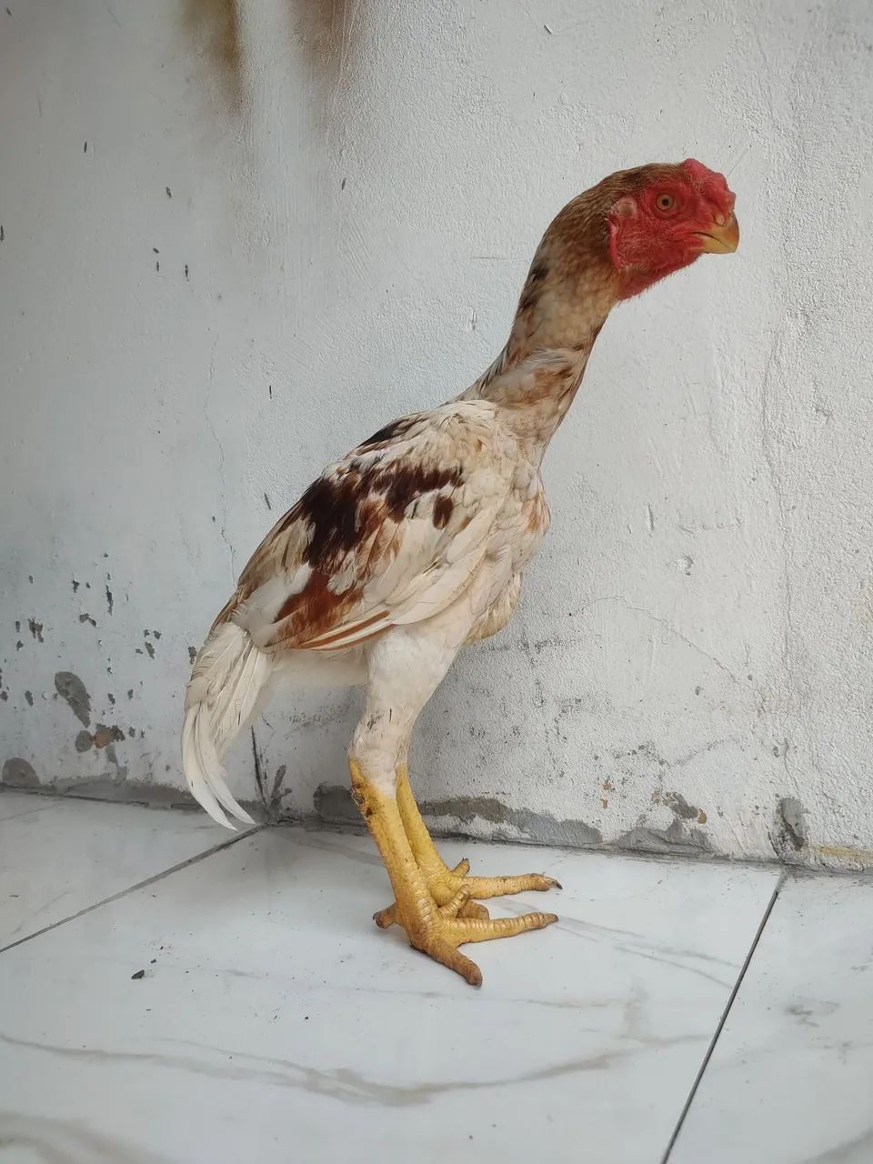 Reprodutor Aseel 
