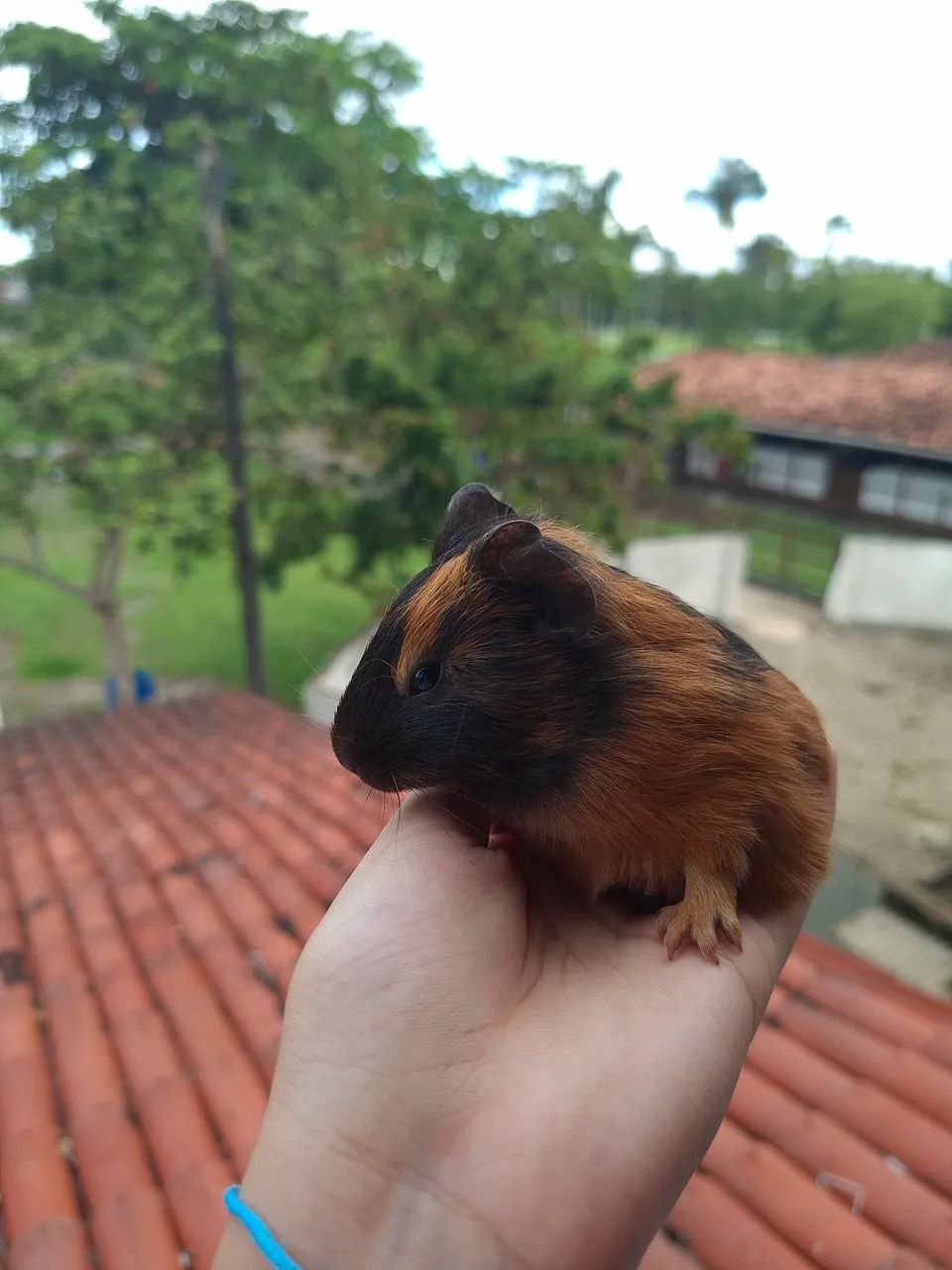 Porquinho da Índia  - Foto 4