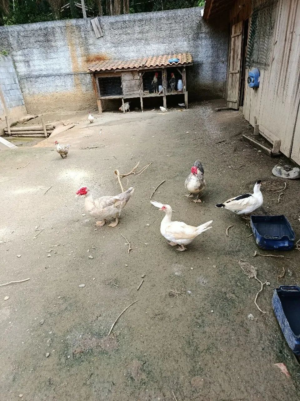 Patos - Foto 3