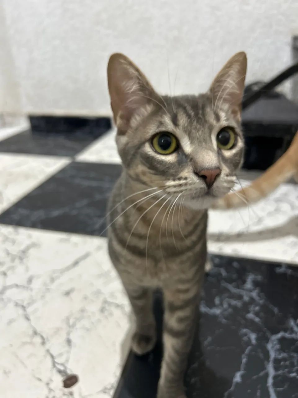 Gatos macho  - Foto 2