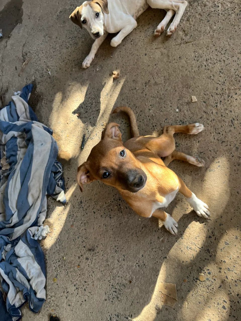 Cachorro para doação 
