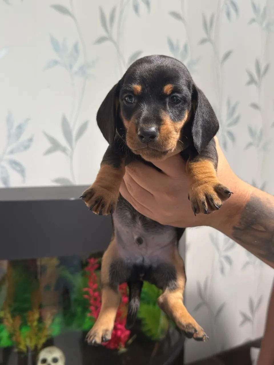 Cachorro