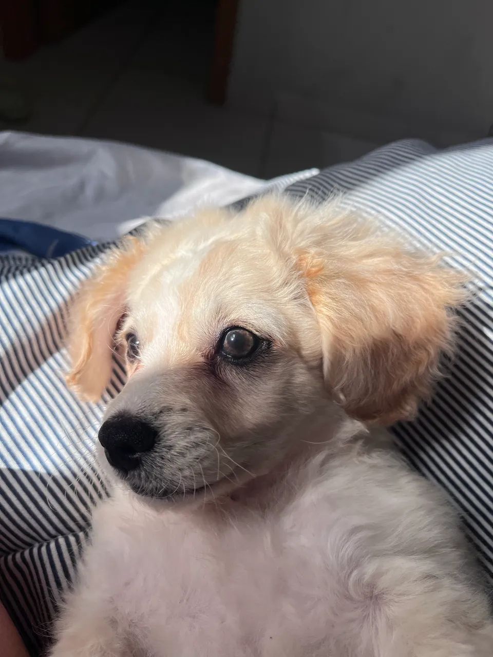 Vendo cachorra  - Foto 2