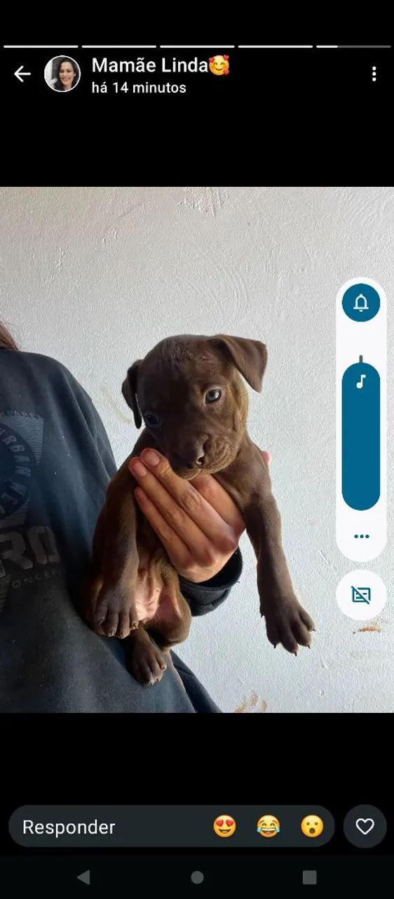Pitbull  - Foto 3