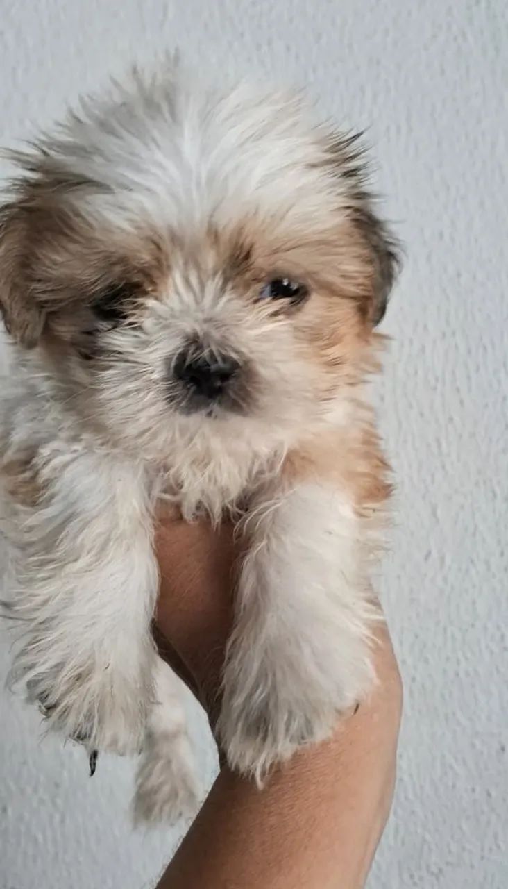 Shitzu ultimo - Foto 3