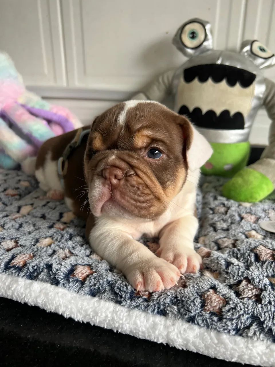 Bulldog inglês  - Foto 5