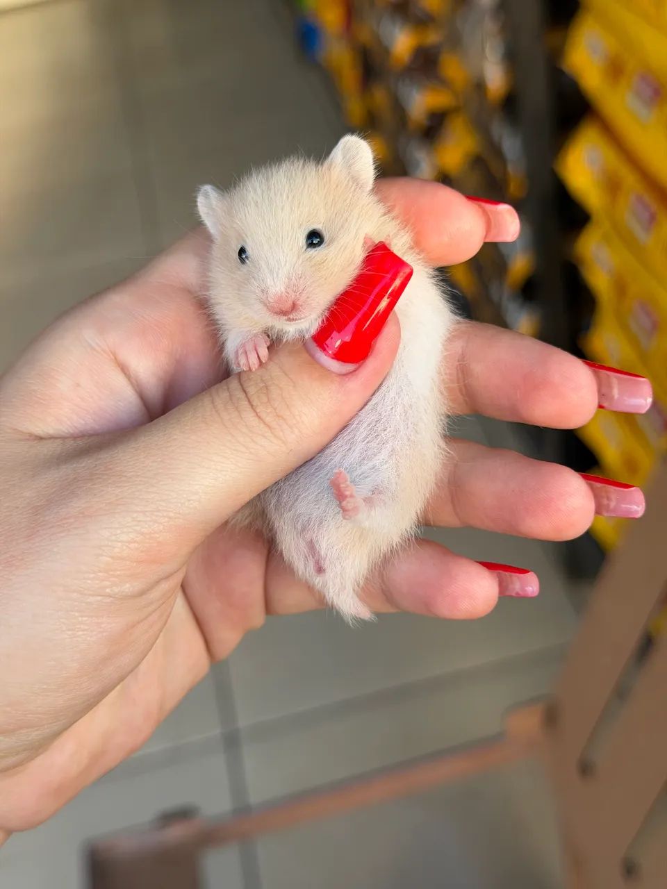 Hamster sírio de GRAÇA na compra do kit completo  - Foto 2