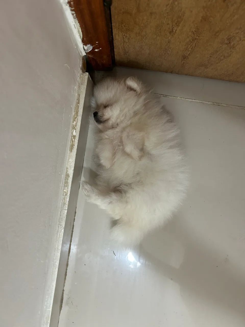 Lulu da pomerania - Foto 4