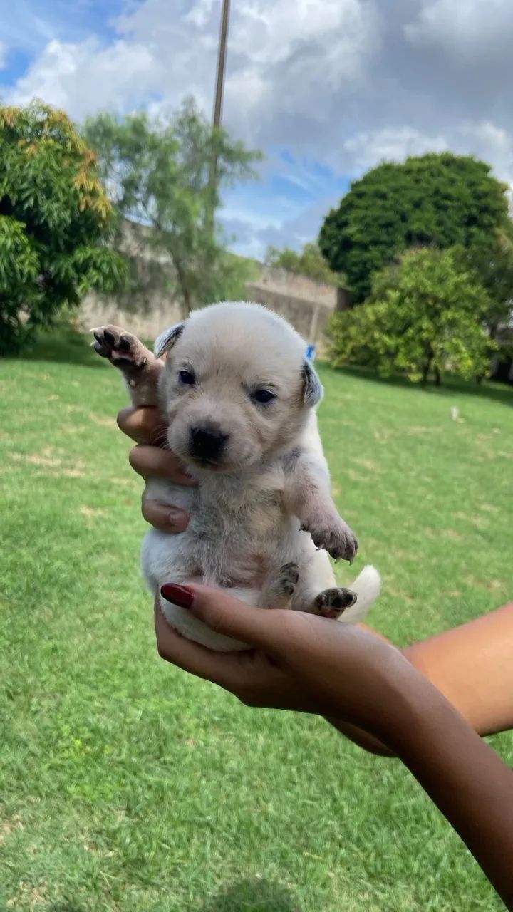 Boiadeiro Australiano/ Blue Heeler  - Foto 5