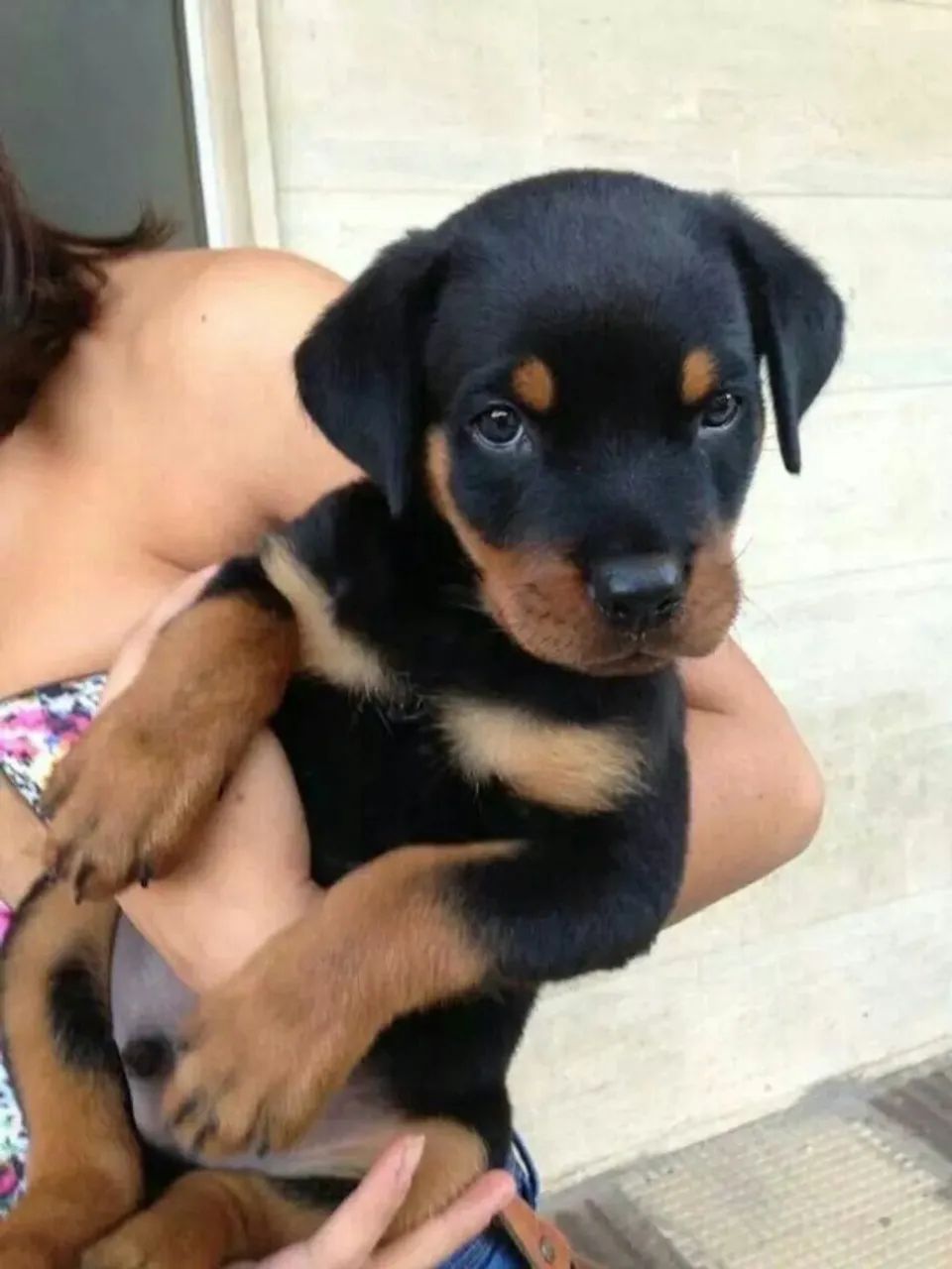 Rottweiler excelente linhagem