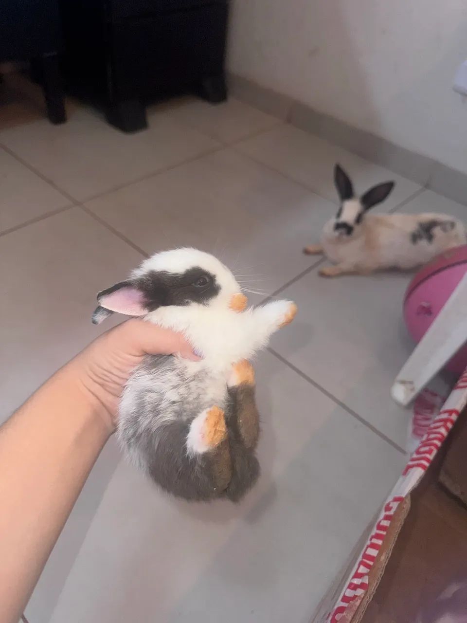 Coelho adulto em doação 