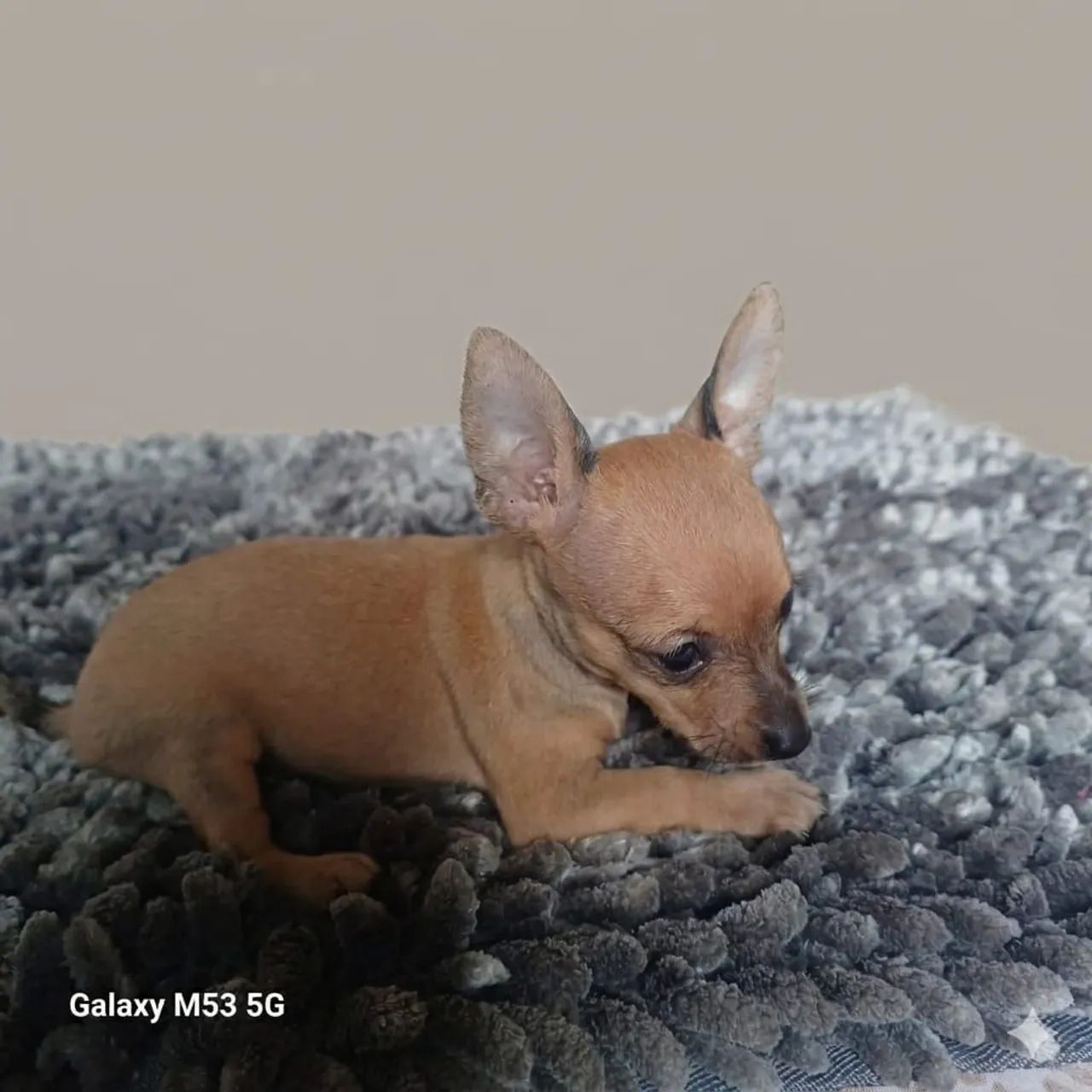 Pinscher fêmea caramelo  - Foto 2