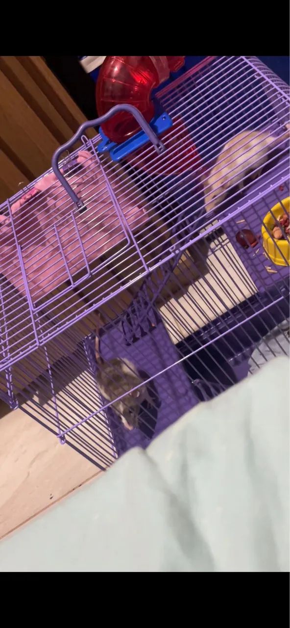 Rato Twitter  - Foto 2