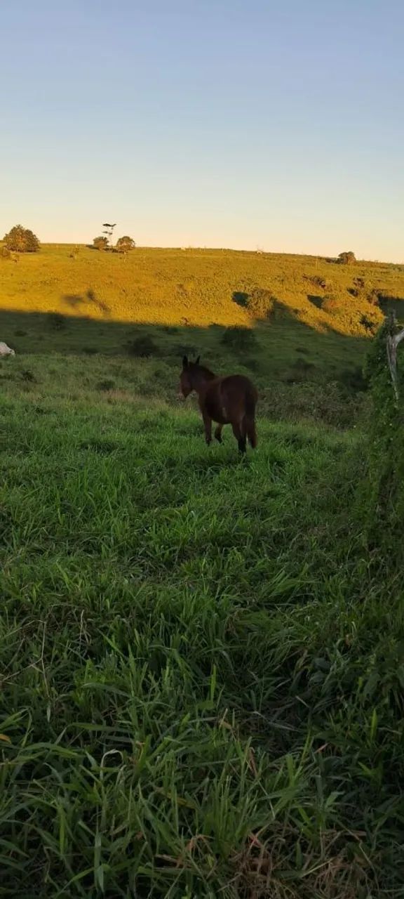 Mula a venda  - Foto 2