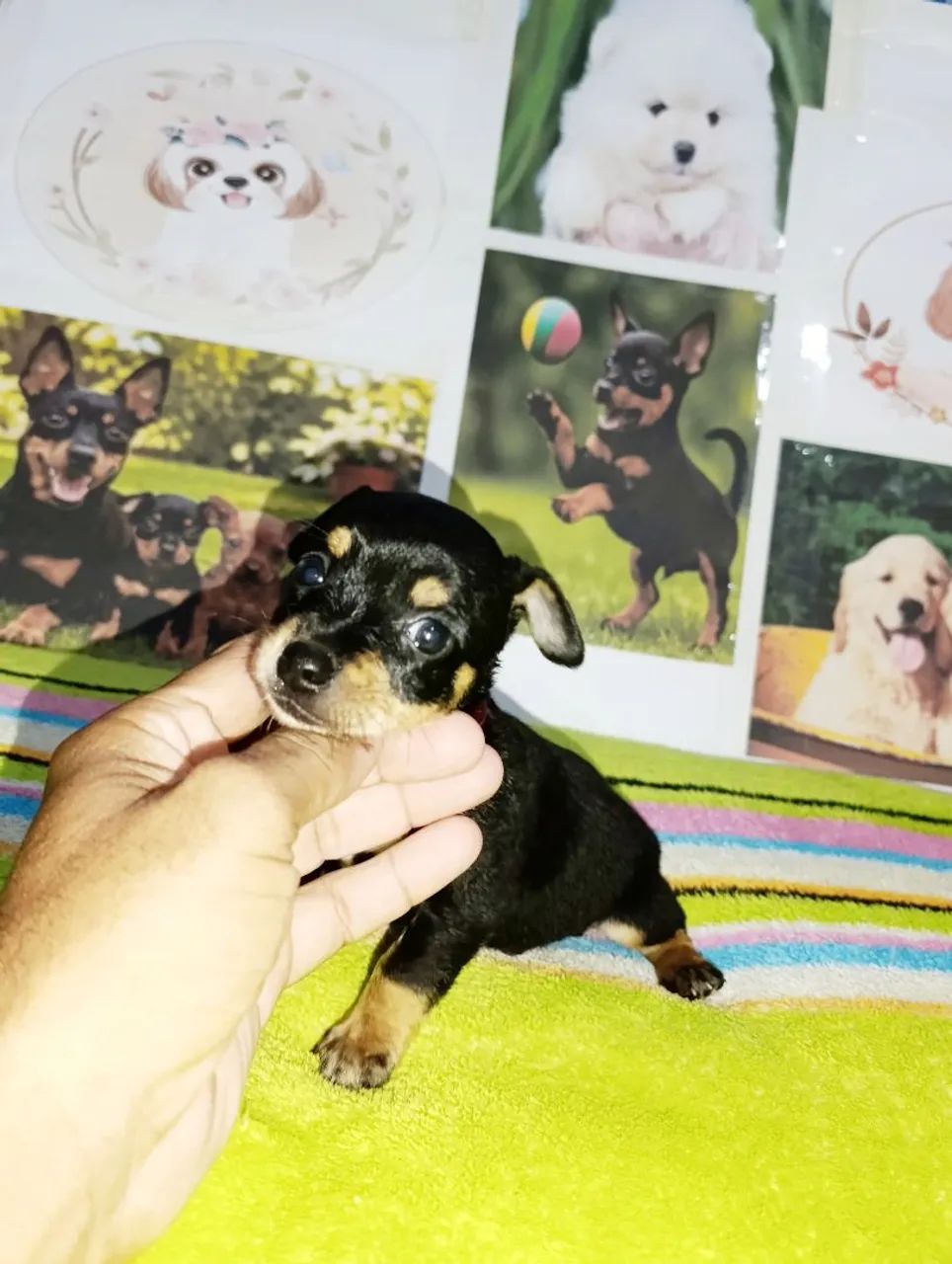 Pinscher miniatura macho - Foto 3