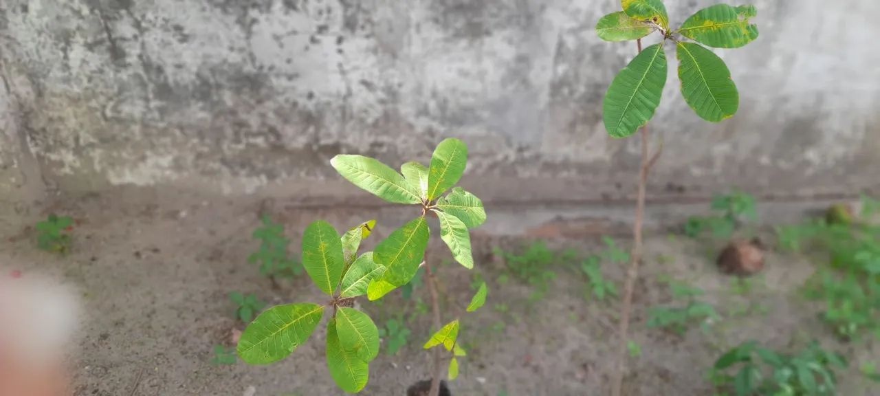 Vende-se mudas frutíferas  - Foto 2