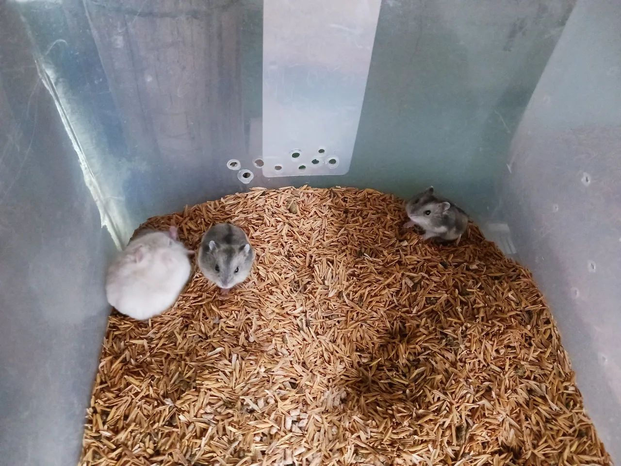 Hamster anão russo  - Foto 2