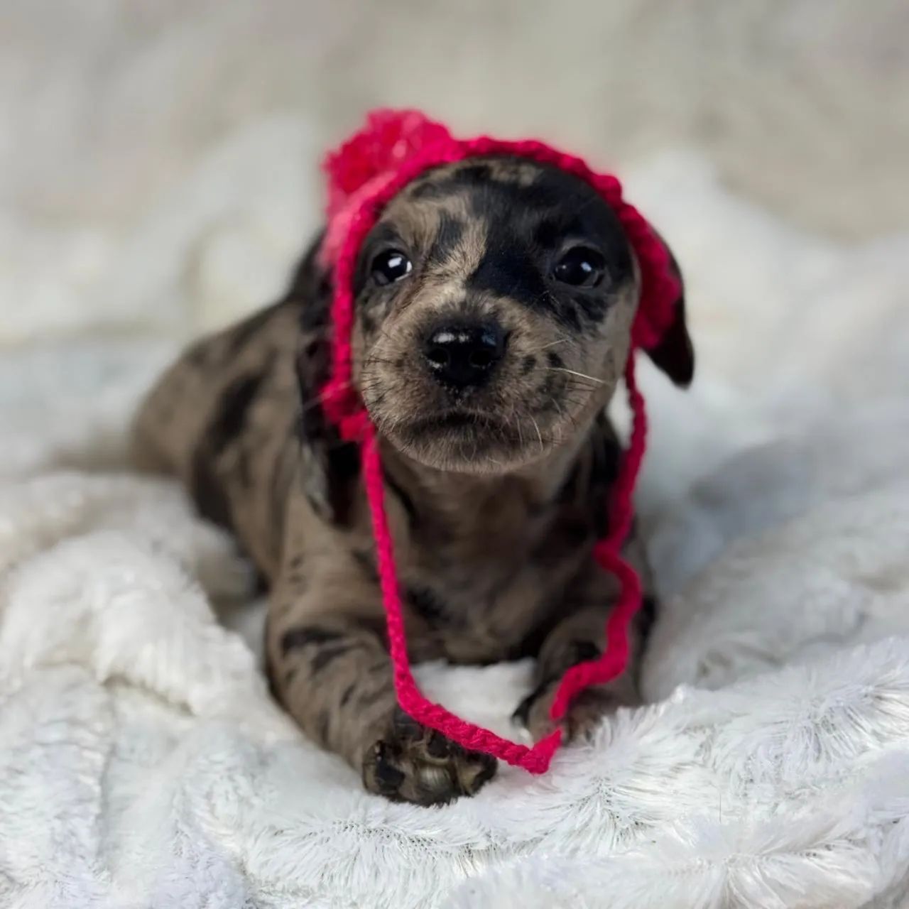 Dachshund Arlequim (Dapple)  - Foto 2