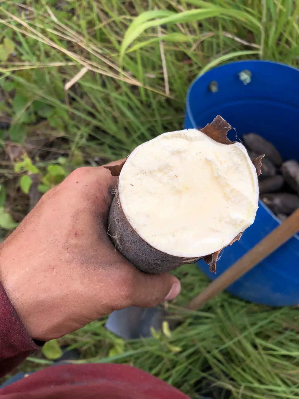 Macaxeira descascada - Foto 4