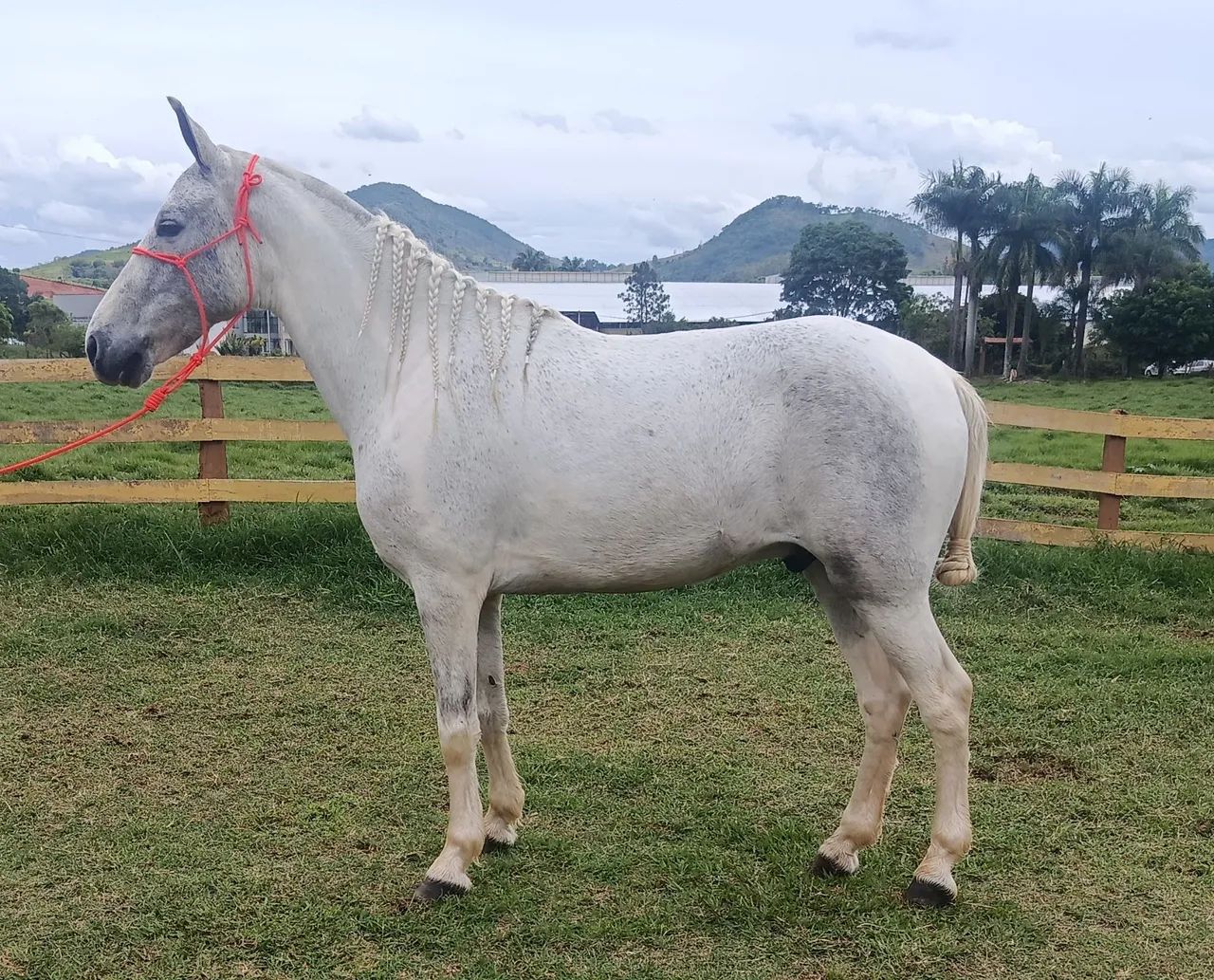 Cavalo marcha picada!! - Foto 3