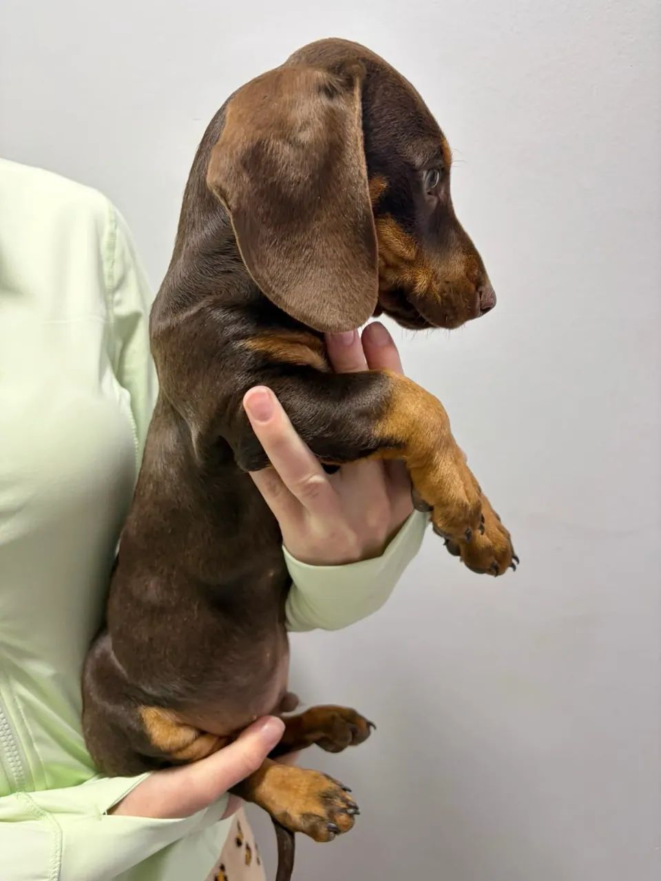 Dashchund chocolate  - Foto 3