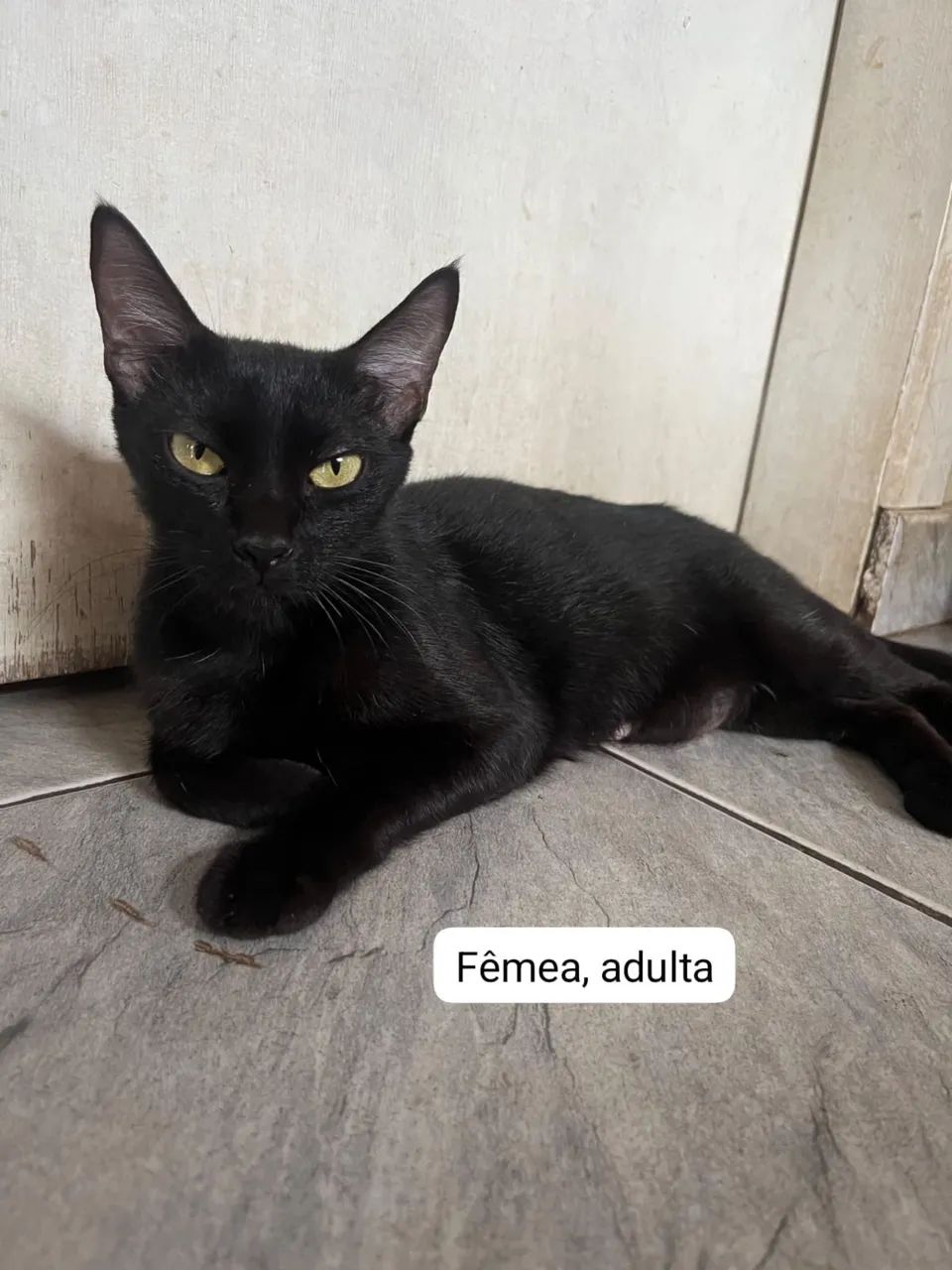 Doação de gatinhos  - Foto 4