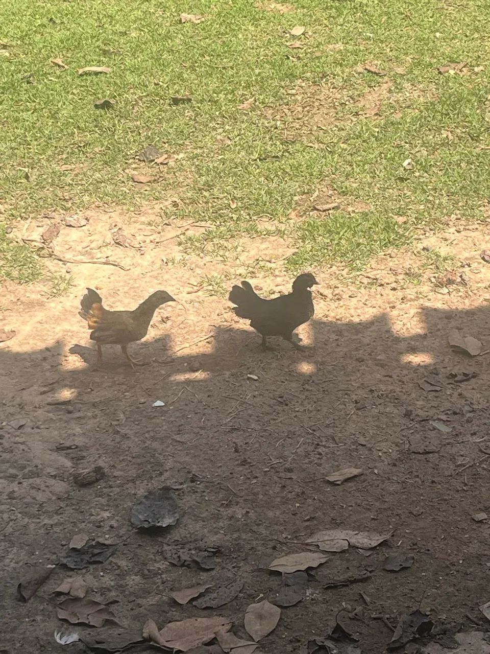 Mini galinhas - Foto 4