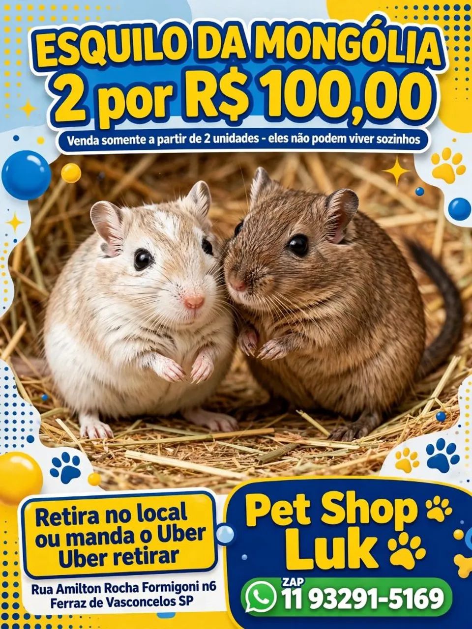 Esquilo da Mongólia gerbil