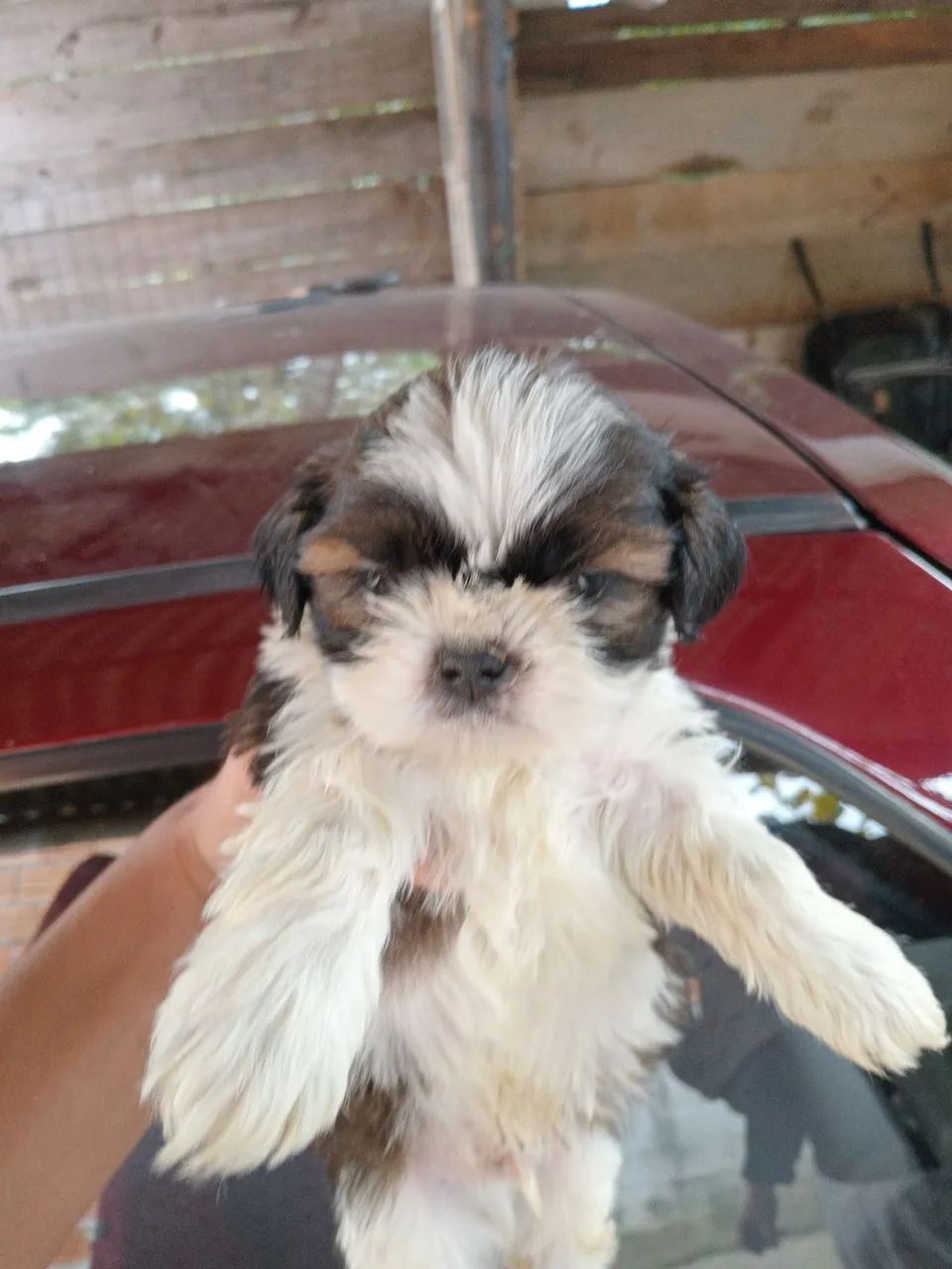 Shihtzu  - Foto 3