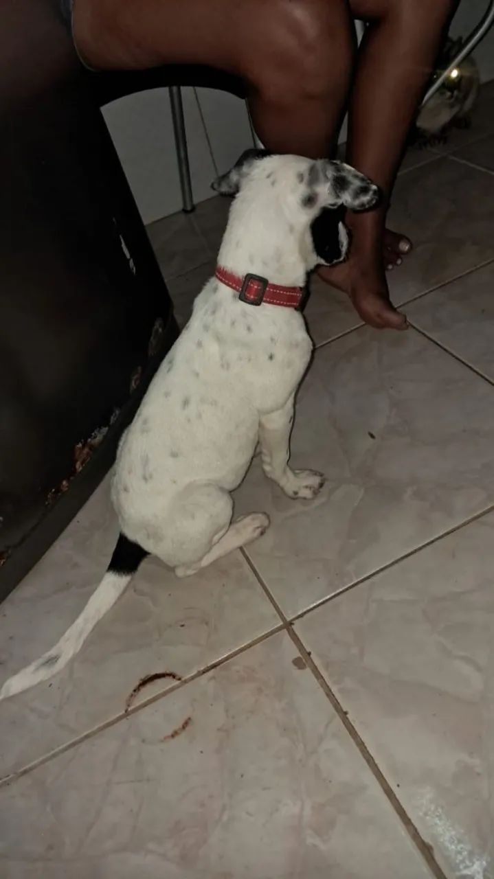 Adoção  - Foto 2
