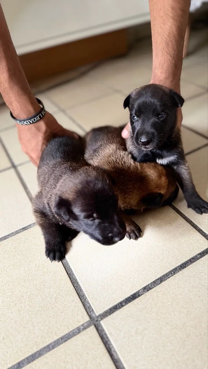 Cachorro  - Foto 5