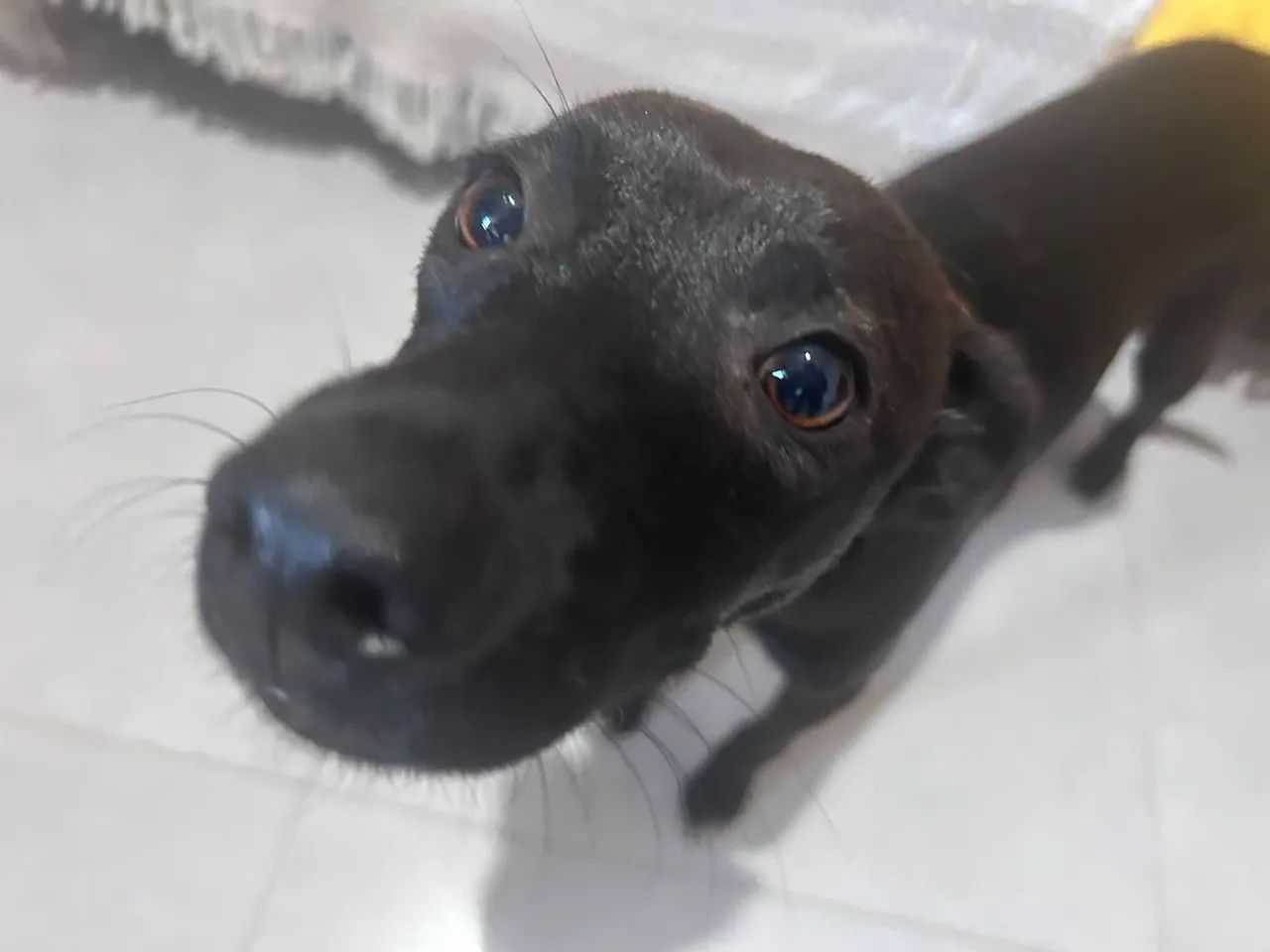 Doa-se cachorrinha dócil - Foto 2