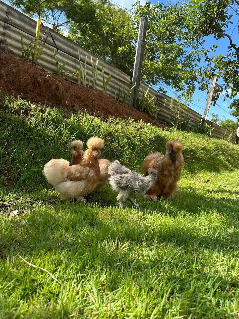 Franguinhos de galinha sedosa  - Foto 5
