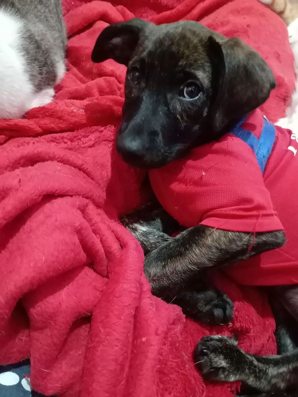 Matilda para adoção