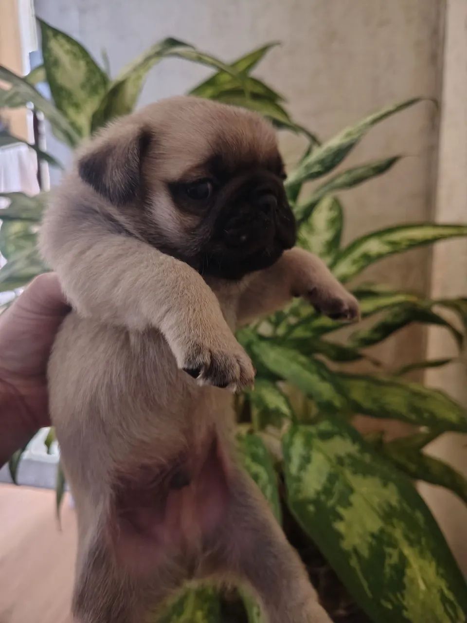 Pug macho abricot  - Foto 5