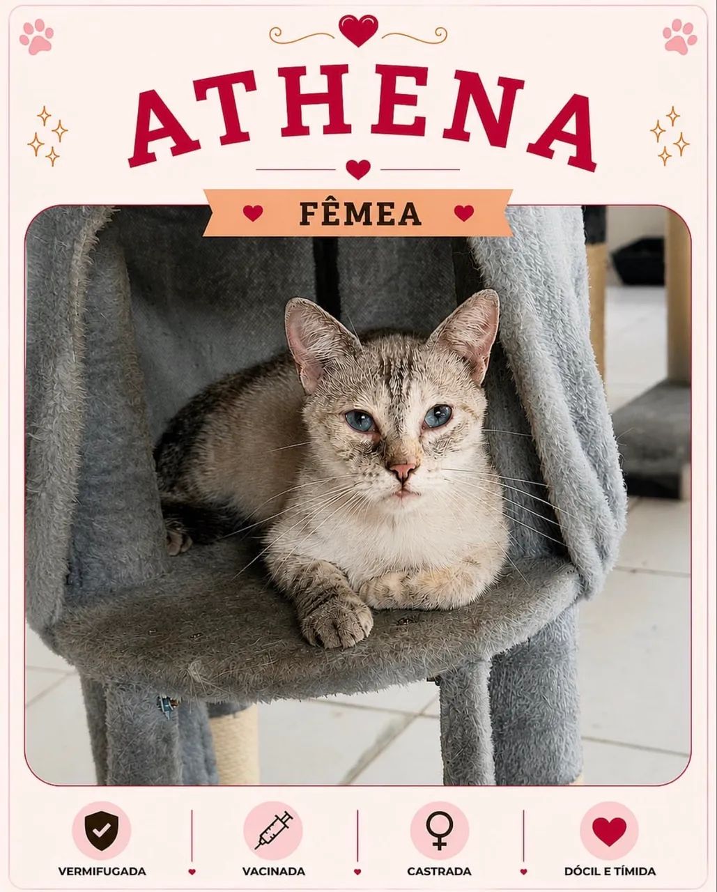 Gata para adoção  - Foto 2